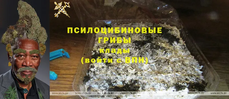 купить закладку  Муром  кракен маркетплейс  Псилоцибиновые грибы GOLDEN TEACHER 